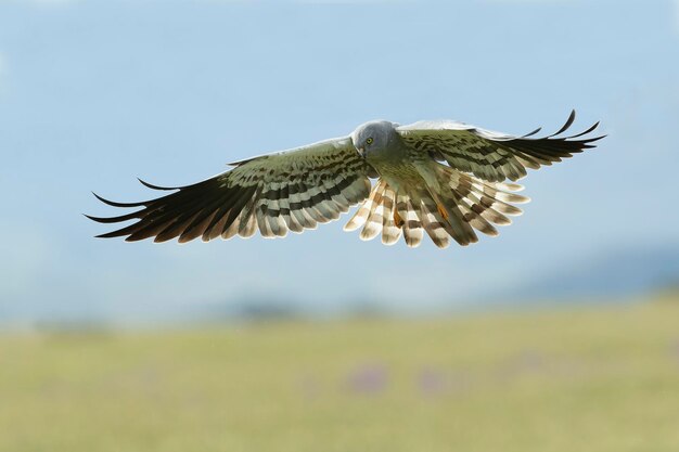 Фото Взрослый самец montagus harrier летает на своей территории размножения на зерновой степи