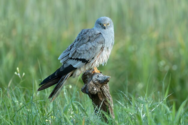 Foto il maschio adulto di montagus harrier alla sua torre di guardia preferita all'interno del suo territorio di riproduzione