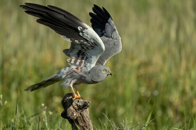 Photo adult male montagus harrier at his favorite watchtower within his breeding territory