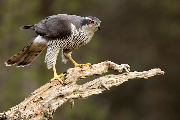 Adult male of Northern goshawk. Accipiter gentilis