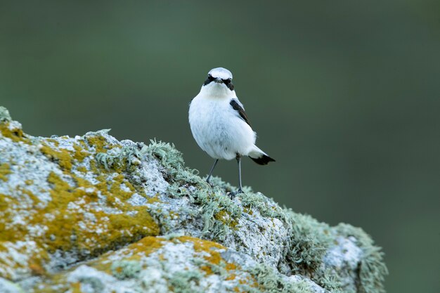 Adult male of Northern wheatear in his breeding territory with rutting plumage at first light of day