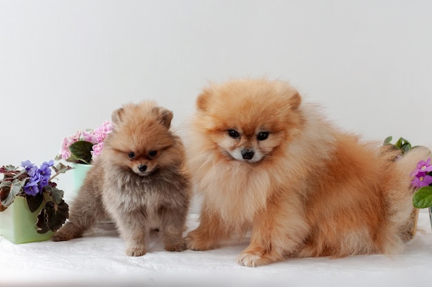 An adult male and an orange Pomeranian puppy stand against background of pink and lilac violets