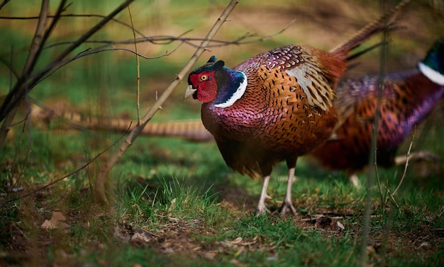 Photo adult male pheasant walking in the middle of a green lawn