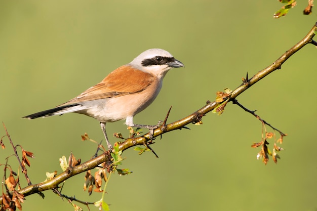 Adult male of Redbacked shrike at his favorite perch in the first light of day