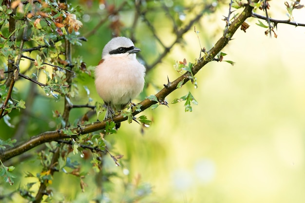 Adult male Redbacked shrike at his favorite watchtower on a rainy day