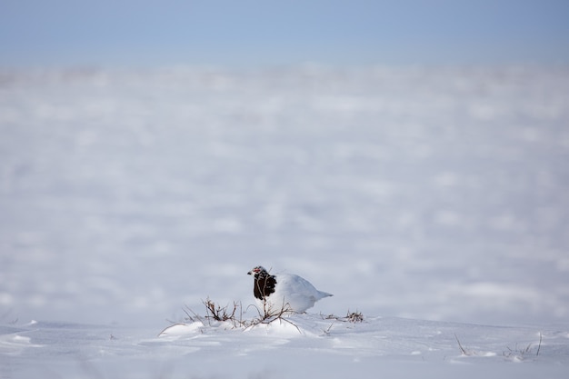 성인 남성 바위 Ptarmigan, Lagopus Mutus, 눈 속에 앉아있는 동안 영토를 조사