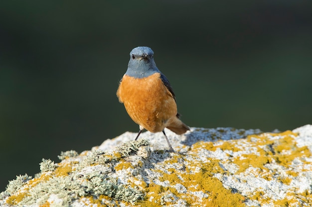 Adult male of Rufoustailed rock thrush in its breeding territory with rutting plumage at first ligh