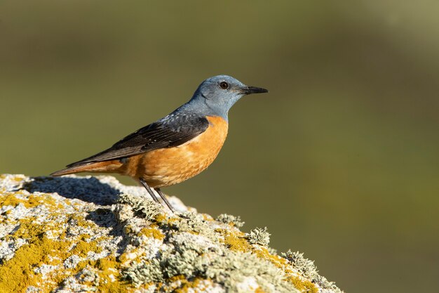 Adult male of Rufoustailed rock thrush with the first light of dawn in its breeding territory