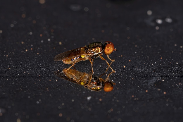 Photo adult male soldier fly of the genus microchrysa