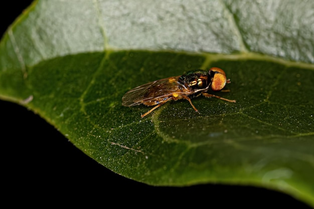 Photo adult male soldier fly