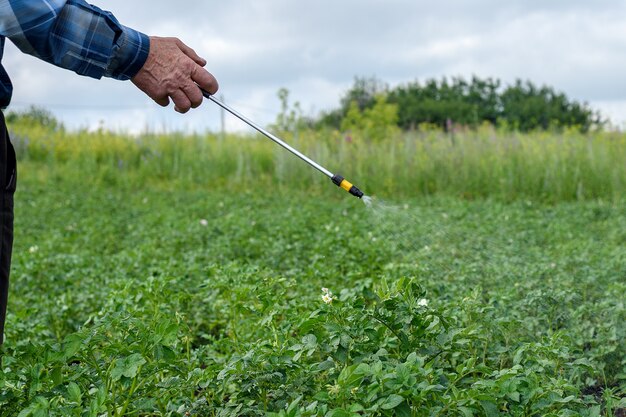 Photo adult male treats pesticides from colorado beetles young green potato bushes