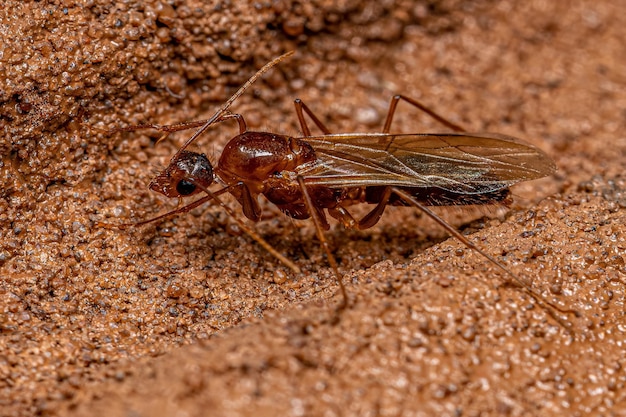 성인 남성 날개 달린 목수 개미