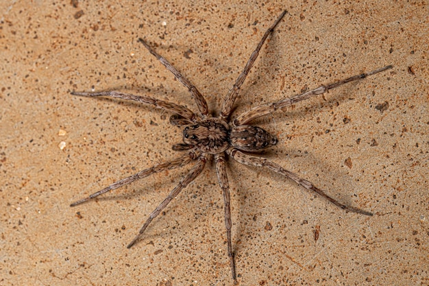Adult Male Wolf Spider