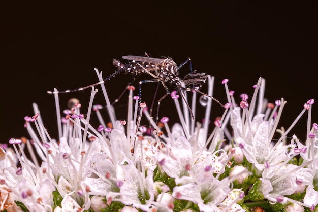 Adult Male Yellow Fever Mosquito