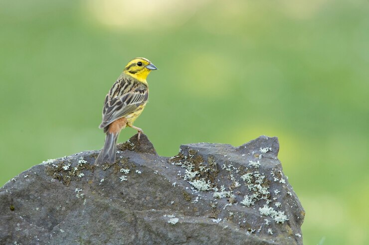 그녀가 가장 좋아하는 농어에 마지막 저녁 조명과 함께 성인 남성 Yellowhammer