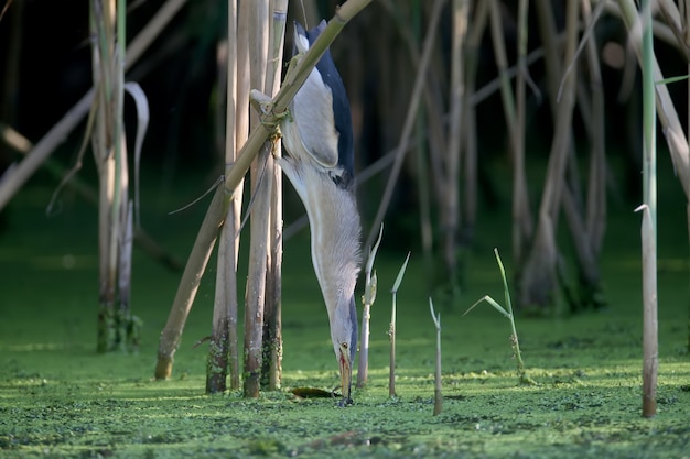 An adult male and a young Little Bittern are photographed in close-up while preparing and hunting frogs in the pond.