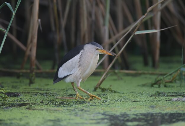 An adult male and a young Little Bittern are photographed in close-up while preparing and hunting frogs in the pond.