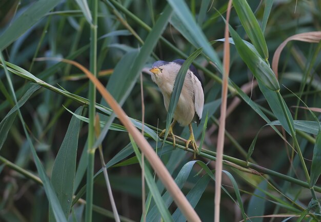 Photo an adult male and a young little bittern are photographed in close-up while preparing and hunting frogs in the pond.