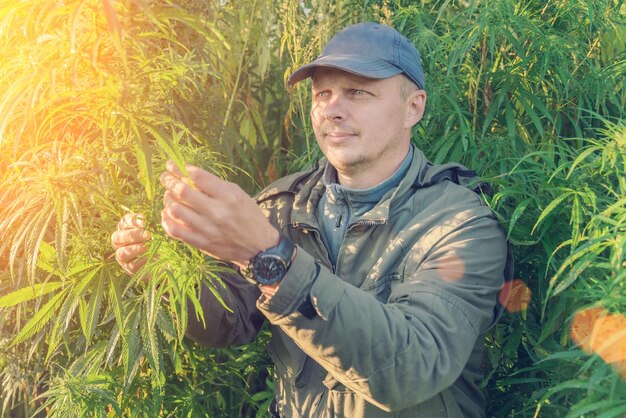 Photo adult man in a cap on a cannabis plantation in the sunlight