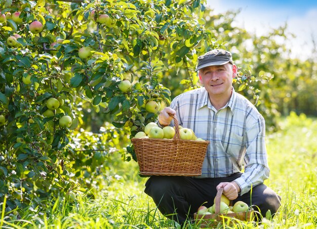 Adult man in the garden with baskets of apple harvest