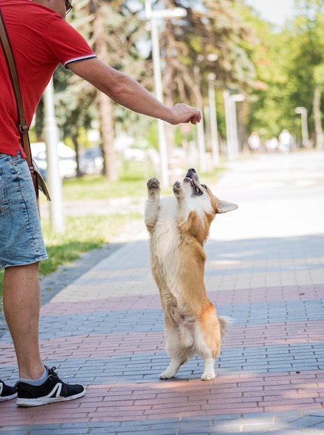 Adult man is training her welsh corgi pembroke dog at city park