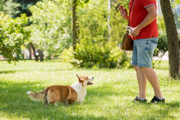 大人の男性が都市公園で彼女のウェルシュコーギーペンブローク犬を訓練しています