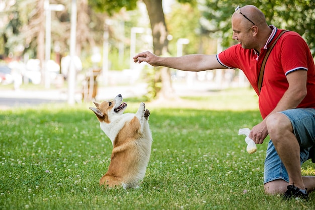 Adult man is training her welsh corgi pembroke dog at city park