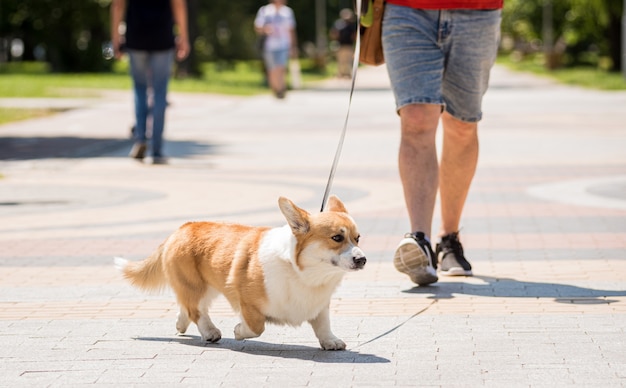 大人の男性が都市公園で彼女のウェルシュコーギーペンブローク犬を訓練しています