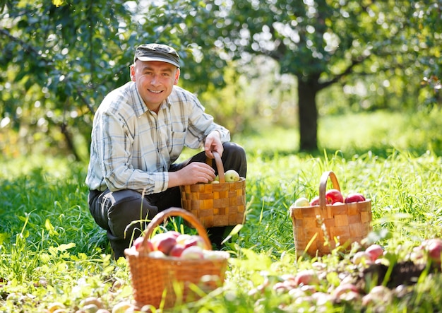 Adult man sitting in the garden apple harvest