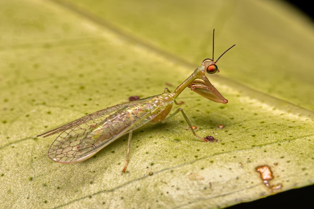 Adult Mantidfly Insect