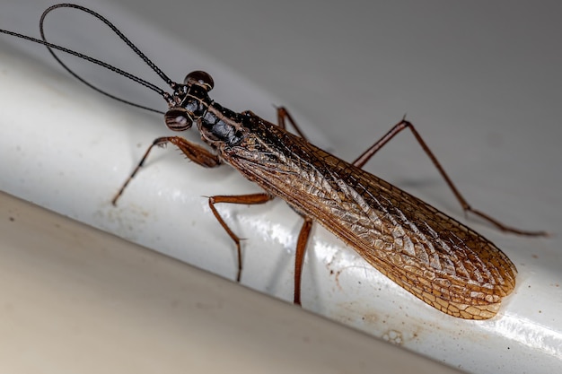 Adult Mantoidid Mantis of the Genus Mantoida