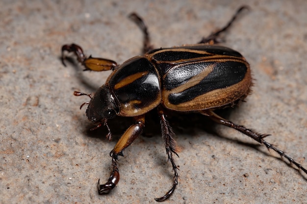 Cyclocephala 속의 성인 가면 풍뎅이과 곤충