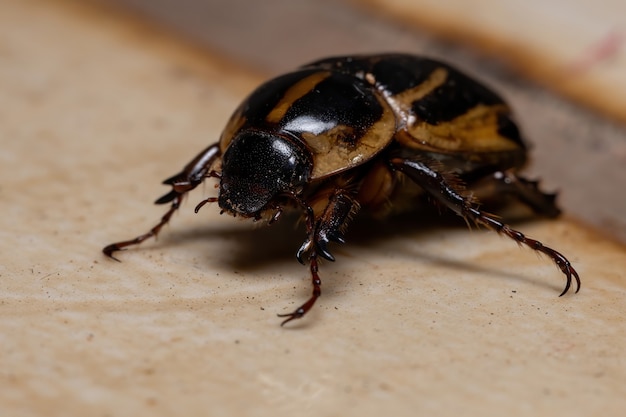 Cyclocephala 속의 성인 가면 풍뎅이과 곤충