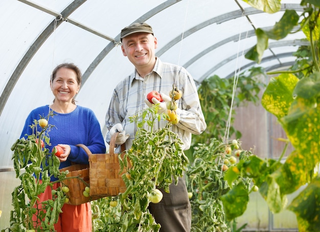 大人の男性と女性がトマトを収穫します