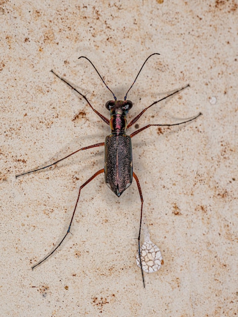 Photo adult metallic tiger beetle of the genus odontocheila