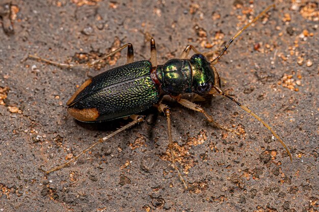 Photo adult metallic tiger beetle