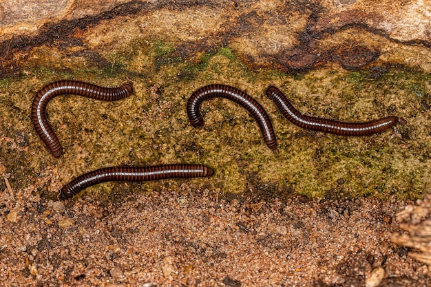 Adult Millipede Arthropod