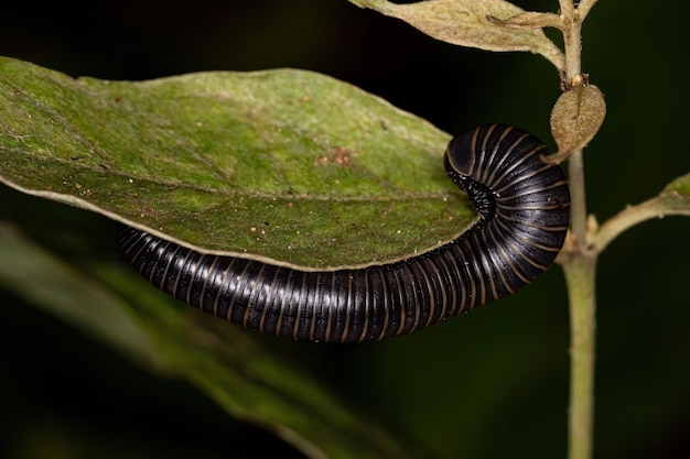 Adult millipede arthropod