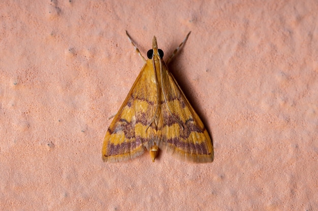 Взрослая мятная бабочка из рода Pyrausta