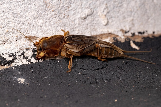 Adult Mole Cricket