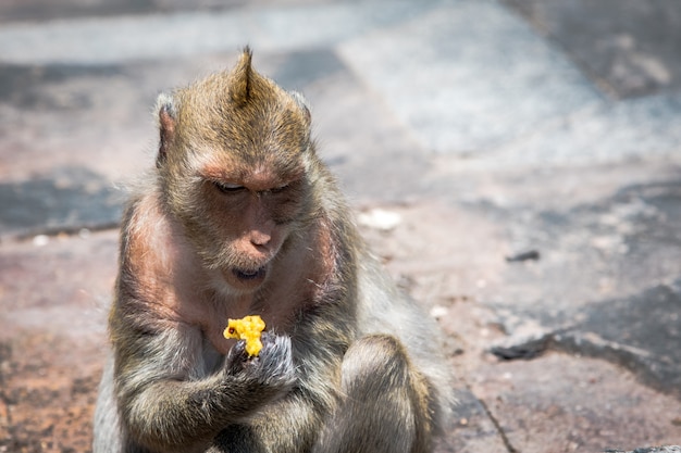 成熟した猿が座ってバナナ果実を食べる