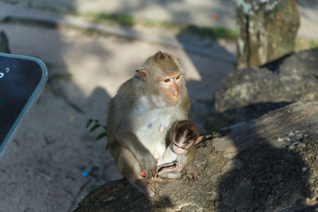 成熟した猿が座って、公園で猿の赤ちゃんと食べ物を食べる。