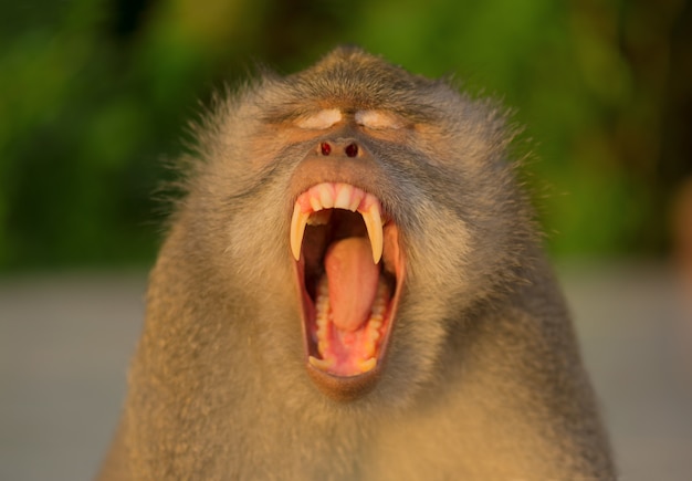 Adult monkey sits on the tree in the forest