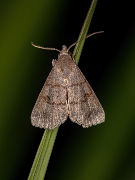 Adult Moth Insect of the order lepidoptera