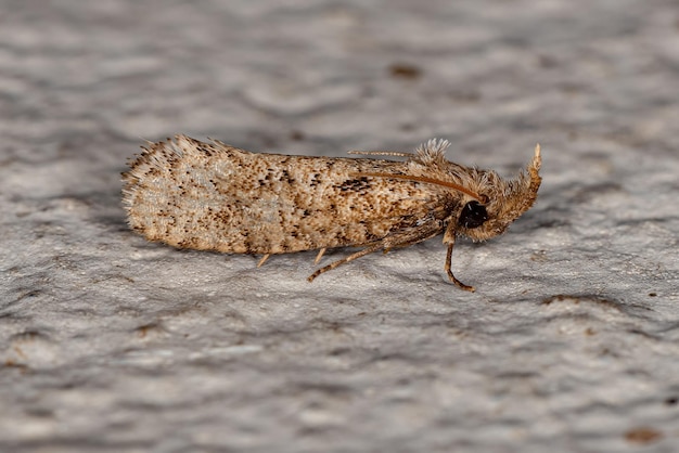 Adult Moth Insect of the order lepidoptera