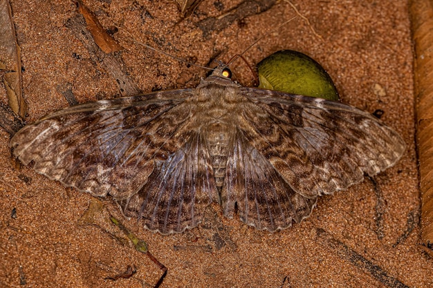 Adult Moth Insect