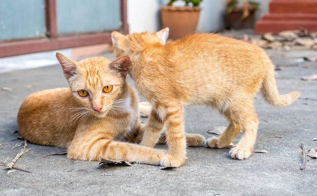 大人の母親の黄金色の猫とその子猫が屋外のコンクリートの床に選択的に焦点を当てる