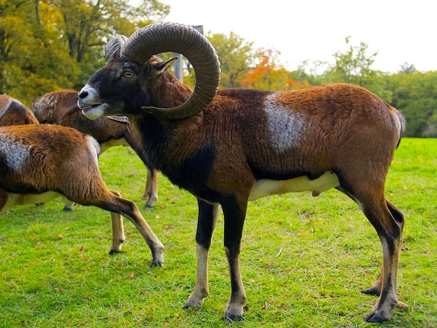 an adult mouflon ram with large horns stands in a green meadow among its relatives on an autumn day