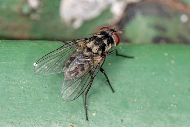 Adult Muscoid Fly of the Superfamily Muscoidea