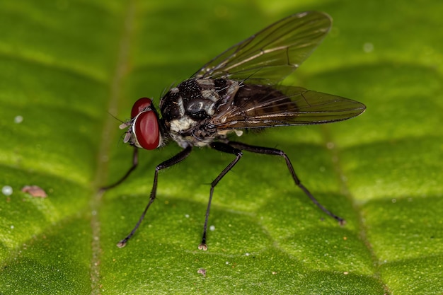 Adult Muscoid Fly of the Superfamily Muscoidea